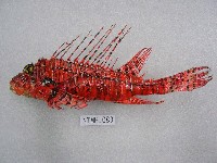 藏品(魔鬼簑鮋)的圖片